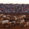 longhorn_cattle_abilene_rodeo.jpg