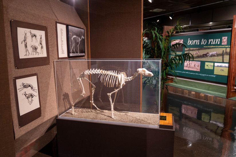 Greyhound-Hall-of-Fame-Museum-Abilene,KS